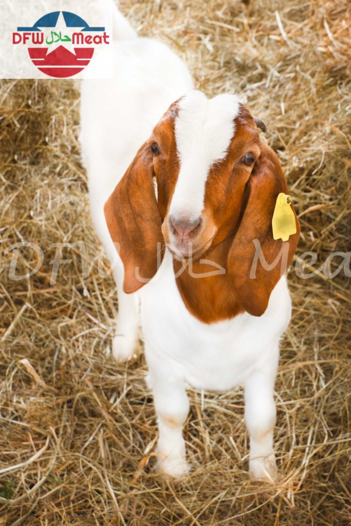 Zabiha Halal Farm Fresh Goat DFW Halal Meat