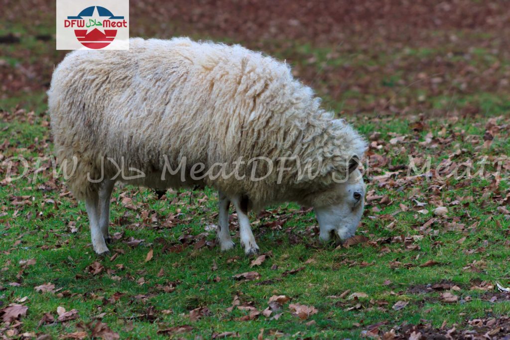Zabiha Halal Farm Fresh lamb DFW Halal Meat
