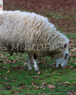 Zabiha Halal Farm Fresh lamb